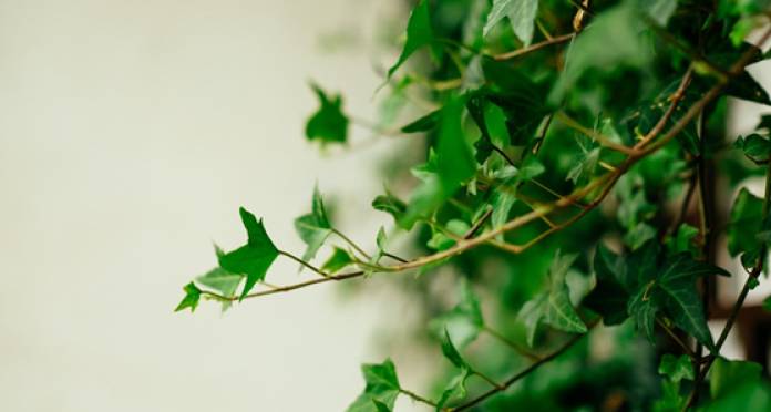 7 plante de interior de evitat dacă ai copii sau animale de companie