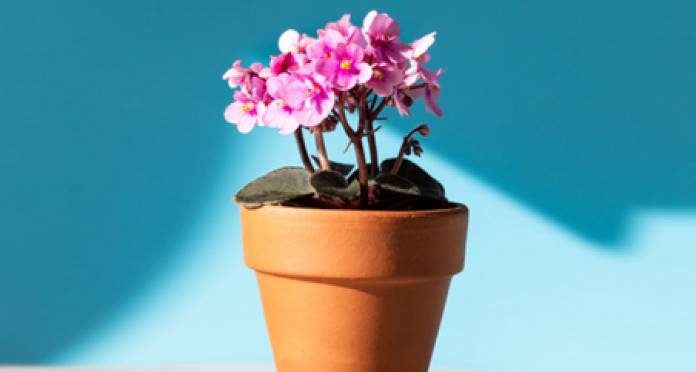 7 plante de interior potrivite pentru animalele de companie